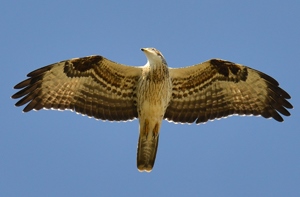 Гоорбис (Балч гоорбис)